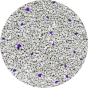 cay-lavender.png